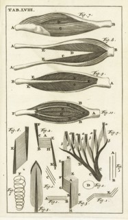 Tab. LVIII, Steph. Blancardi Anatomia reformata, sive, Concinna corporis humani dissectio, ad neotericorum mentem adornata