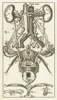 Tab. LII, Steph. Blancardi Anatomia reformata, sive, Concinna corporis humani dissectio, ad neotericorum mentem adornata
