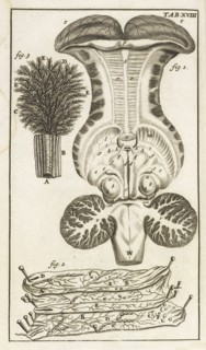 Tab. XVIII, Steph. Blancardi Anatomia reformata, sive, Concinna corporis humani dissectio, ad neotericorum mentem adornata