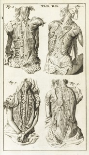 Tab. DD, Steph. Blancardi Anatomia reformata, sive, Concinna corporis humani dissectio, ad neotericorum mentem adornata, accedit