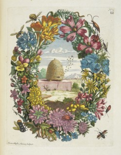 Blaauwe Viole, De Europische insecten, Merian, Maria Sibylla, 1647-1717, Engraving, hand-colored, 1730, Maria Sibylla Merian