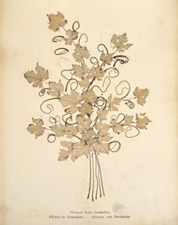 Album: flowers and pictures of the Holy Land, Boulos Meo, 1890s