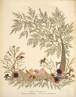 Album: flowers and pictures of the Holy Land, Boulos Meo, 1890s