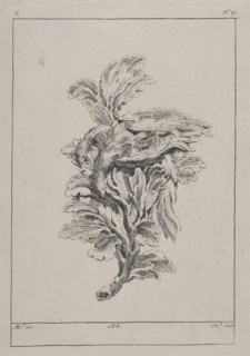 Plate C19 from the Livre de légumes inventées et dessinées par J. Me.r, Chedel, Pierre Quentin, 1705-1763, Huquier, Gabriel