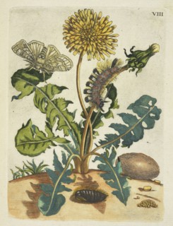 Paardebloem, De Europische insecten, Merian, Maria Sibylla, 1647-1717, Transfer print, hand-colored, 1730, Dandelion