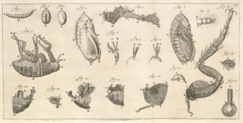 Microscopic images of a flea and flea larvae, Arcana naturae detecta, Leeuwenhoek, Antoni va, 1632-1723, Copper engraving, 1695