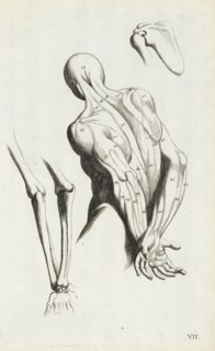 Anatomical diagram showing back and arm muscles, L'anatomia dei pittori del signore Carlo Cesio, das ist, Deutliche Anweisung