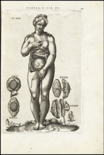 Female figure with reproductive organs, Vivae imagines partivm corporis hvmani aereis formis expressae, Vesalius, Andreas, 1514