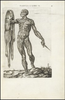 Male figure with skin removed, Vivae imagines partivm corporis hvmani aereis formis expressae, Vesalius, Andreas, 1514-1564