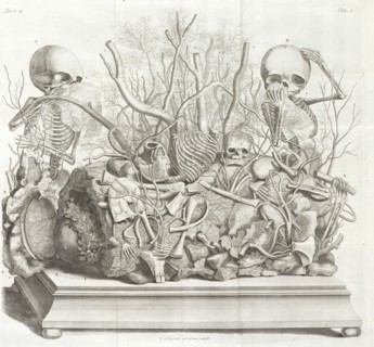 Diorama of fetal skeletons arranged with various internal organs, Frederici Ruyschii anatomes and botanices professoris