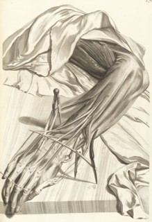 Septuagesima tabula, Godefridi Bidloo, medicinae doctoris and chirurgi, Anatomia humani corporis: centum and quinque tabulis