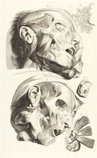 Duodecima tabula, Godefridi Bidloo, medicinae doctoris and chirurgi, Anatomia humani corporis: centum and quinque tabulis