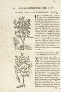 Page 108, Rervm medicarvm Novae Hispaniae thesavrvs sev Plantarvm animalivm mineralivm mexicanorvm historia, Hernández