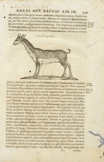 Page 325, Rervm medicarvm Novae Hispaniae thesavrvs sev Plantarvm animalivm mineralivm mexicanorvm historia, Hernández