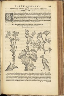 With ill. of birds' heads, Phytognomonica Io. Baptistae Portae Neap., octo libris contenta: in quibus noua, facillimaque