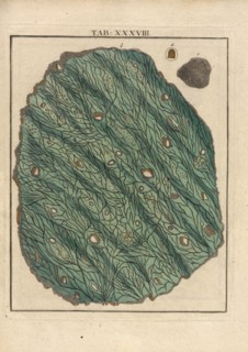 Table XXXVIII: une petite lame d'or fin, Amusement microscopique tant pour l'esprit, que pour les yeux: contenant cinquante