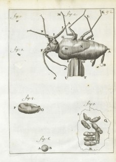 Leeuwenhoeks werken, Leeuwenhoek, Antoni van, 1632-1723, Engraving, 1684-1718