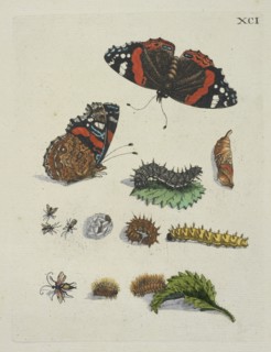 Brandenetelbladeren, De Europische insecten, Merian, Maria Sibylla, 1647-1717, Engraving, hand-colored, 1730