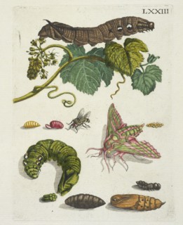 Druivenblossem, De Europische insecten, Merian, Maria Sibylla, 1647-1717, Engraving, hand-colored, 1730