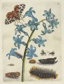 Hyacinth, De Europische insecten, Merian, Maria Sibylla, 1647-1717, Engraving, hand-colored, 1730