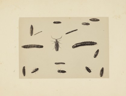 Beetle study, Studies of Indian insects, Saché, John Edward, Albumen