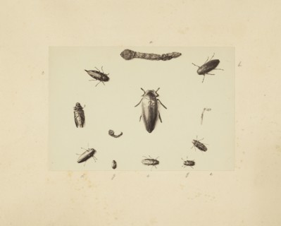 Beetle study, Studies of Indian insects, Saché, John Edward, Albumen