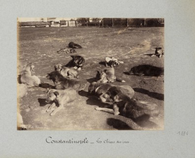Les chiens des rues, 1852-1950
