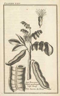 Siliquâ quadrangula vulgo pacay, Pois sucrins du Perou, Inga peruviana, Siliquâ quadrangula vulgo pacay, Pois sucrins du Perou