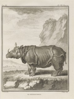 Le Rhinoceros, Histoire naturelle, générale et particulière: avec la description du cabinet de roi, Buffon, Georges Louis