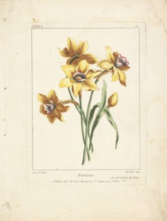 Narcisse, Caillou, Marguerite, d. 1755, Chevillet, Justus, 1729-1802, Tessier, Louis, Engraving, hand-colored