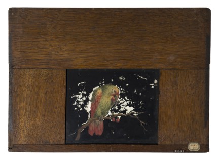 Hand-painted glass plate in wooden frame for illumination cabinet, image of parrot on branch with cherries, slide plate