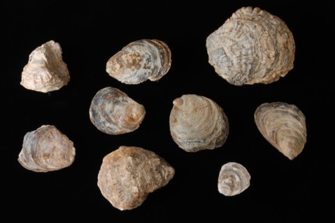 Number of oyster shells from Oude Haven waste package, Rotterdam, shell waste ground find lime, Oyster shells Various sizes