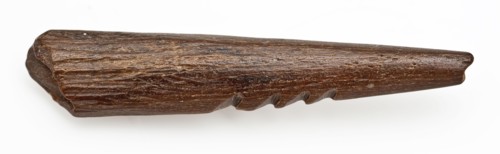 Legs pointed with four barbs, pointed harpoon soil found bone, sawn cut cut Late stone age archeology Maglemose culture