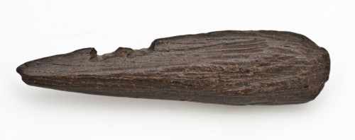 Legs pointed with two barbs, pointed harpoon soil found bone horn 4.2 w 3.2 sawn cut cut Late stone age archeology Maglemose