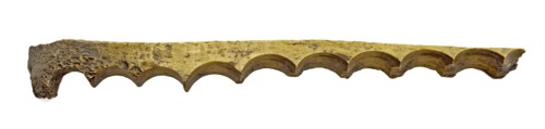 Legs block with row of holes, residue of button fabrication, waste ground find leg, drilled strip bone toothed by coring round