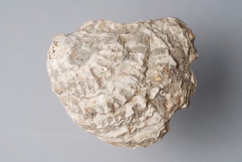 Oyster shell, shell waste ground find shell, grow Three oyster shells (1-3) originating from urban waste Oysters and mussels