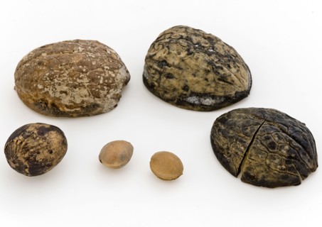 Nuts and kernels from cesspool castle IJsselmonde, soil find wood, w 2.9 (largest) Nuts and kernels from the cesspits