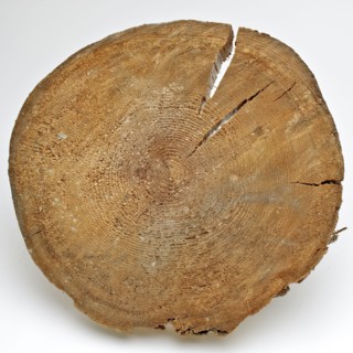 Disc foundation pile of the Schielandshuis, fragment wooden construction part timber pine wood 23,2 w 4,2 Disc of foundation