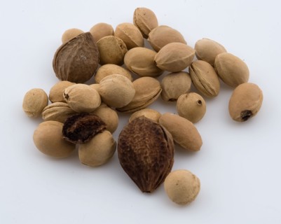 Thirty-one pits from cesspool, soil finds vegetable material, nut 1.0 Pips preserved in the bottom layer of cesspool archeology
