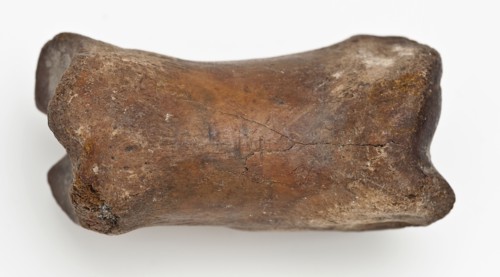 Digit from cow's leg, part of throwing game: flocks, koot game piece relaxant soil find lead leg metal, Bone