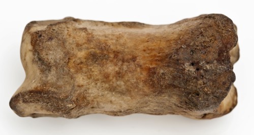 Digit from cow's leg, part of throwing game: hocks, koot game piece relaxant soil find lead leg metal, drilled cast Bone