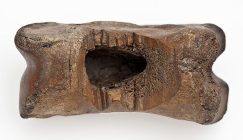 Digit from cow's leg, part of throwing game: flocks, koot game piece relaxant soil find leg, Bone: from inside hollow Large hole