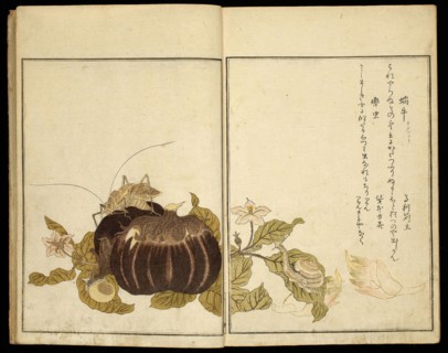 Picture Book: Selected Insects (Ehon mushi erabi), 1788, Kitagawa Utamaro ??? ??, Japanese, 1753