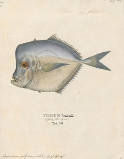Argyreiosus setipinnis, Print, 1700-1880