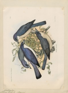 Artamus bicolor, Print, Woodswallows are soft-plumaged, somber-coloured passerine birds in the