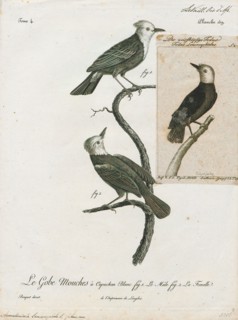 Arundinicola leucocephala, Print, The white-headed marsh tyrant (Arundinicola leucocephala) is a