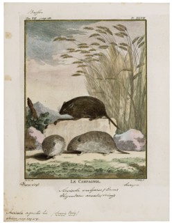 Arvicola agrestis, Print, The water voles are large voles in the genus Arvicola. They are found in