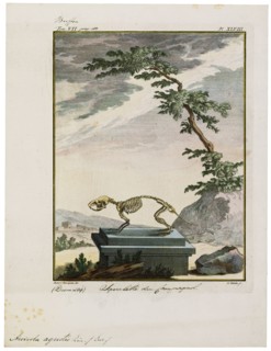 Arvicola agrestis, Print, The water voles are large voles in the genus Arvicola. They are found in