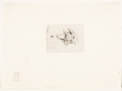Head of a New Holland Dog, 1860, Charles Meryon, French, 1821-1868, France, Etching with engraving