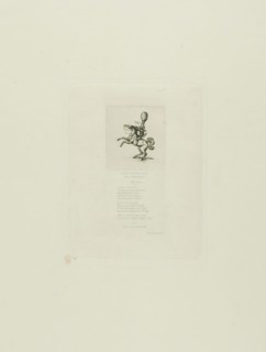 Little Prince Dito, 1864, Charles Meryon (French, 1821-1868), printed by Pierron (French, 19th